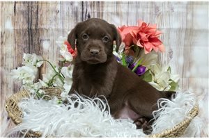 Natasha - Labrador Retriever for sale