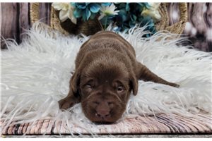 Kash - puppy for sale