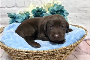 Falco - Labrador Retriever for sale