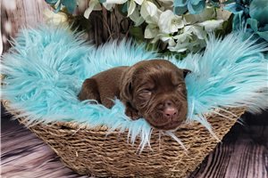 Neeson - puppy for sale