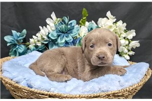 Vance - Labrador Retriever for sale