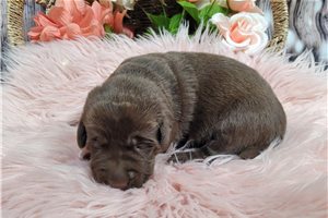 Kenzie - puppy for sale