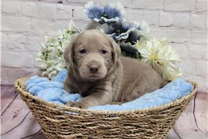 Landon - Labrador Retriever for sale