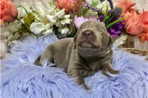Valeria - puppy for sale