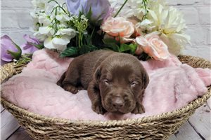 Edith - Labrador Retriever for sale