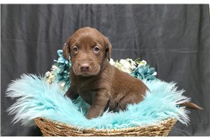 Earnest - Labrador Retriever for sale