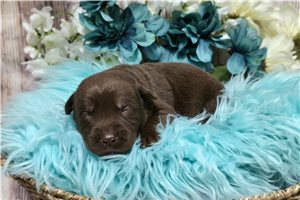 Vagabond - puppy for sale