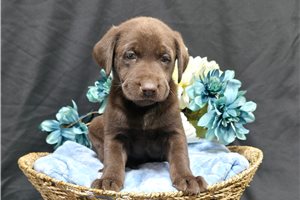 Falco - Labrador Retriever for sale