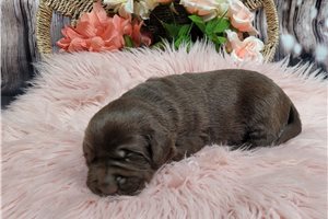 Kendra - puppy for sale