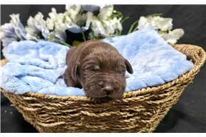 Falco - puppy for sale