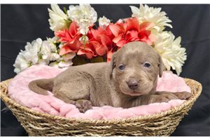 Nanette - Labrador Retriever for sale