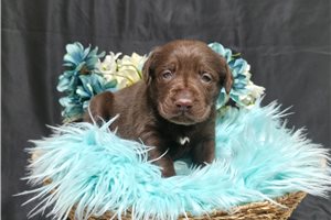 Dakshi - Labrador Retriever for sale
