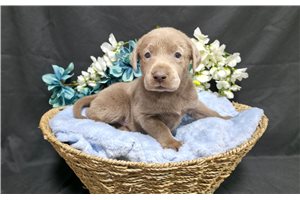 Van Gogh - Labrador Retriever for sale