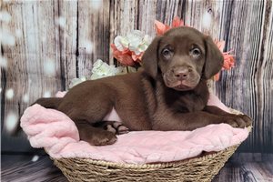 Edith - Labrador Retriever for sale
