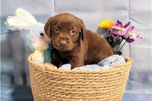 Aidenn - Labrador Retriever for sale