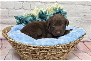 Falstaff - Labrador Retriever for sale