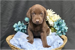 Falstaff - Labrador Retriever for sale