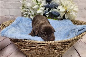 Dagger - puppy for sale