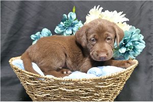 Fargo - Labrador Retriever for sale