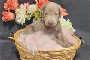 Carlie - Labrador Retriever for sale