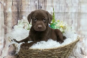Nedd - Labrador Retriever for sale