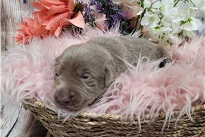 Lucille - puppy for sale