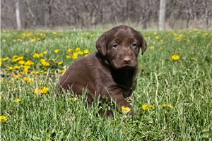 Kenzie - Labrador Retriever for sale