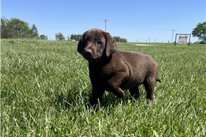 Kenzie - Labrador Retriever for sale
