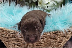 Naveen - puppy for sale