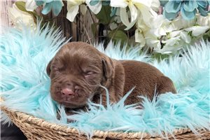 Nedd - puppy for sale
