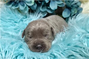 Vance - puppy for sale