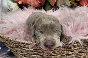 Nanette - puppy for sale
