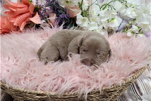 Lena - puppy for sale