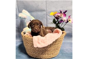 Claire - Labrador Retriever for sale