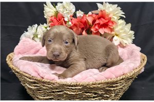Naomi - Labrador Retriever for sale