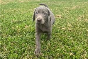 Van Gogh - Labrador Retriever for sale