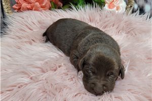 Kelly - puppy for sale