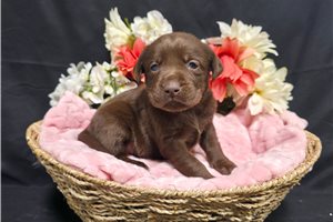 Natasha - Labrador Retriever for sale