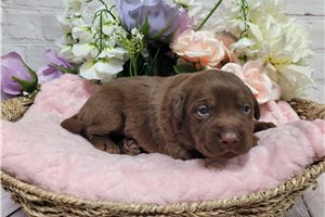 Echo - puppy for sale