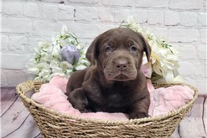 Lauren - Labrador Retriever for sale
