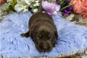 Vanda - puppy for sale