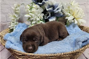 Easton - puppy for sale