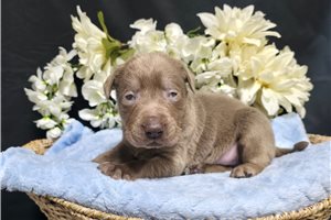 Nick - Labrador Retriever for sale