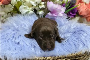 Valor - Labrador Retriever for sale