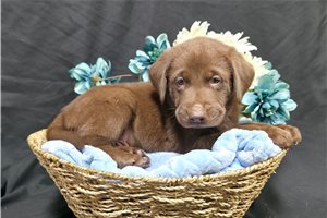 Fabian - Labrador Retriever for sale