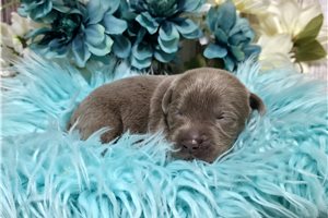 Vandal - puppy for sale