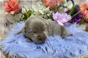 Valentina - Labrador Retriever for sale