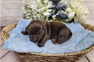 Dale - puppy for sale