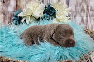 Lorenzo - puppy for sale