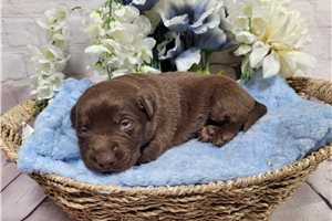 Earnest - puppy for sale